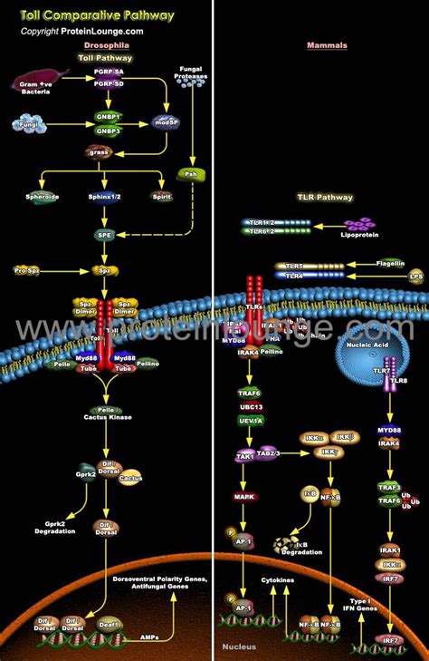 Biological Databases And Tools Toll Comparative Pathway Protein Lounge