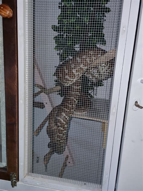AUSTRALIAN REPTILE ENTHUSIASTS | Does anyone have any diy ideas for a