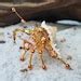 Hermit Crab Beaded Hermit Crab Ooak Hermit Hermit Crab Suncatcher