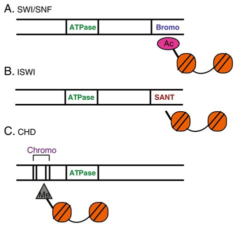 Three ATP Dependent Chromatin Remodeling Families Are Distinguished By