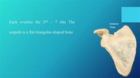 Scapular anatomy | PPT