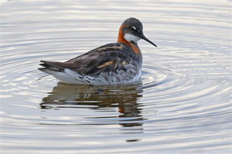 Red Necked Phalarope Wader Quest