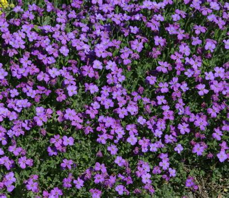 Aubrieta Planting And Advice On Caring For It