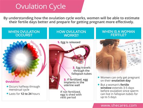 Ovulation Cycle And Getting Pregnant