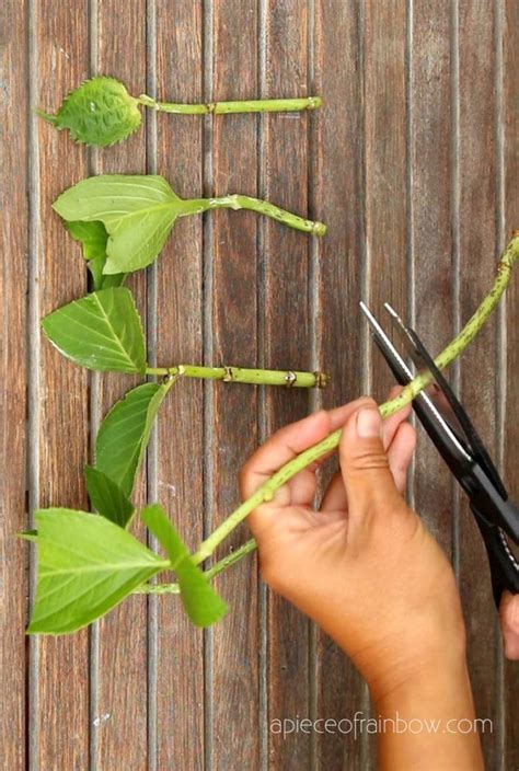 Propagate Hydrangea Cuttings Success Rate A Piece Of Rainbow