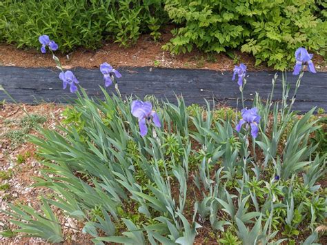 Iris Pallida Grape Iris Z 3 8 Heritage Flower Farm