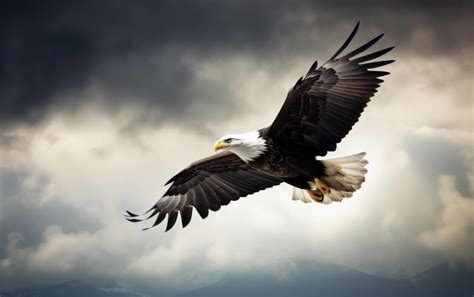 page  soaring eagle stock  images  backgrounds