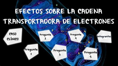 Efectos Sobre La Cadena Transportadora De Electrones By Ana Lucia Vegas