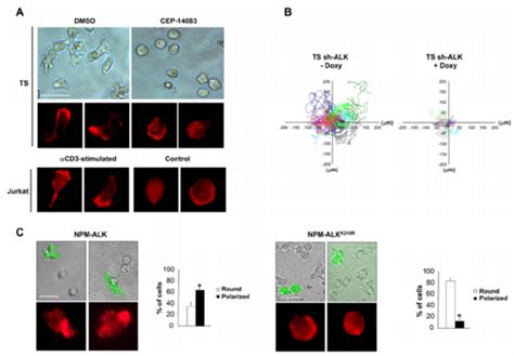 Npm Alk Induces An Activated Phenotype In Alcl Cells Download Scientific Diagram