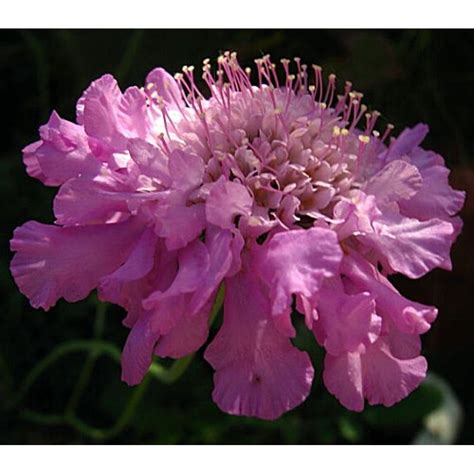 Pink Mist Pincushion Flower Scabiosa Long Blooming Quart Pot