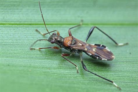 Seed Bug Photograph By Melvyn Yeoscience Photo Library Pixels