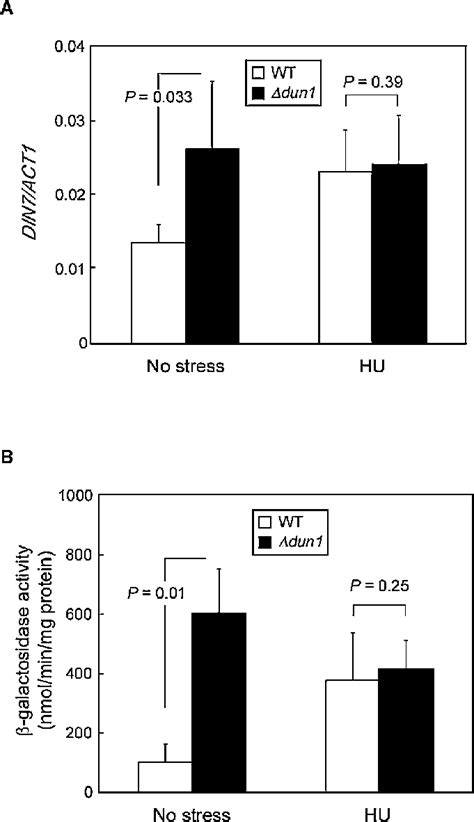 Expression of DIN7 in W303 WT and Ádun1 Cells A Expression levels