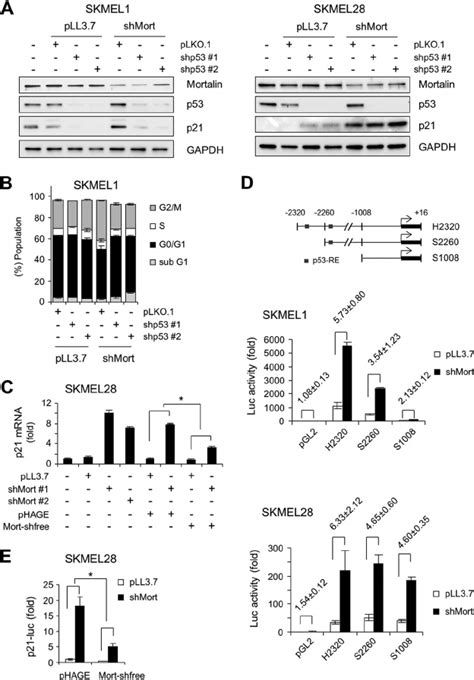 Mortalin Knockdown Induces P21 Cip1 Transcription In A Manner Download Scientific Diagram