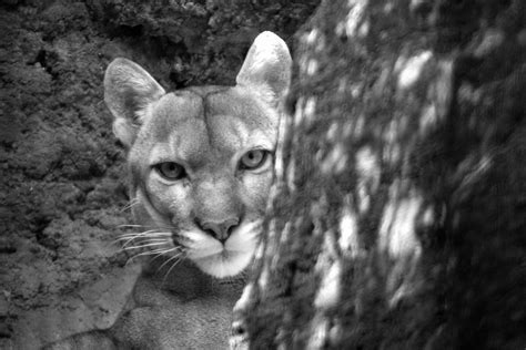 Wallpaper Wildlife Black And White Puma Monochrome Photography