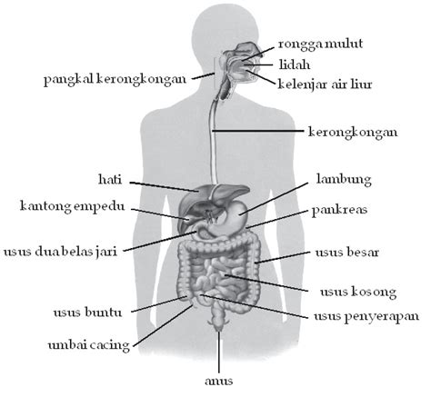 Organ Organ Penyusun Sistem Pencernaan Dan Gambarnya 5 Organ