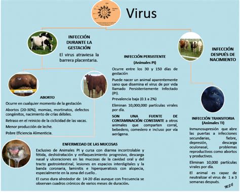 Estrategias De Diagn Stico Para Detecci N Del Virus De Diarrea Viral