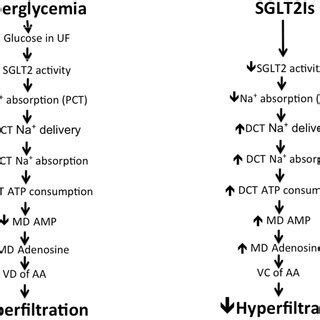 Mechanism Of Hyperfiltration Induced By Hyperglycemia And How Do