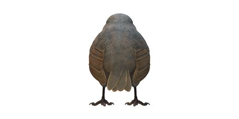 Robin Bird isolated on a Transparent Background 24554903 PNG