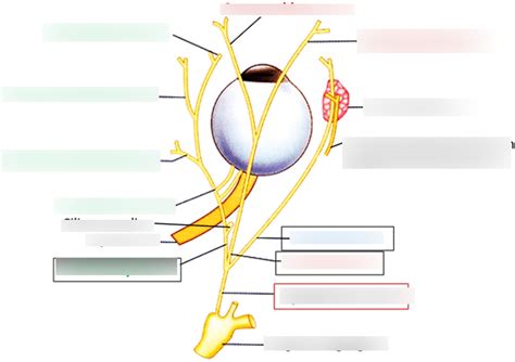 Ophthalmic Nerve Alternate View Labelled Diagram Quizlet