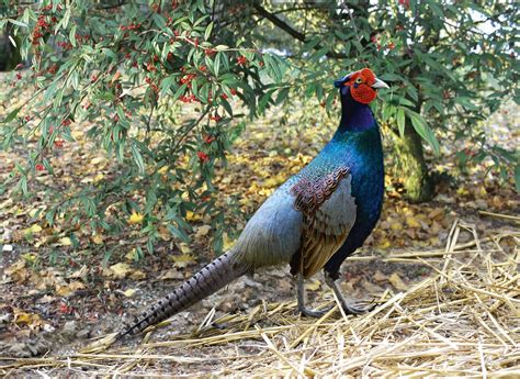 True Pheasants Aviornis Uk