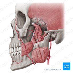 Middle meningeal artery: Anatomy, branches, supply | Kenhub