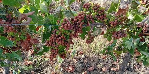 Peronospora E Caldo Attaccano Le Vigne A Trapani E Palermo Gi In Fumo