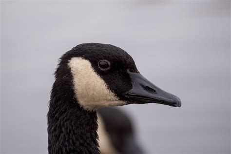 Close Up Photo of a Goose · Free Stock Photo