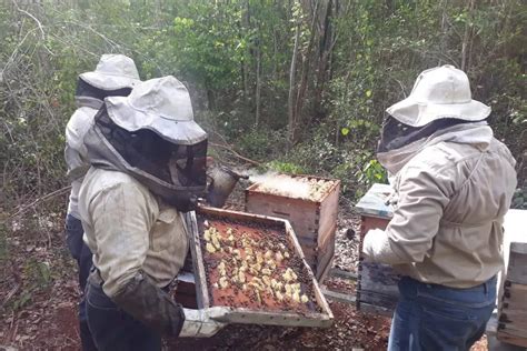 Apicultores Buscan Recuperar T Tulo De Tierra De La Jalea Real Para