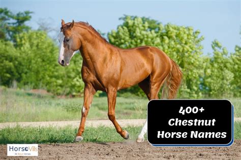 400+ Mesmerizing Chestnut Horse Names for Males and Females