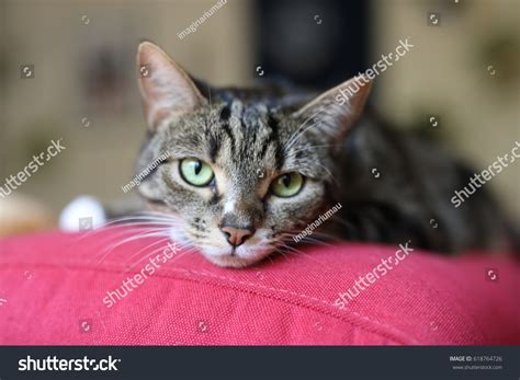 sad cat  home images stock  vectors shutterstock