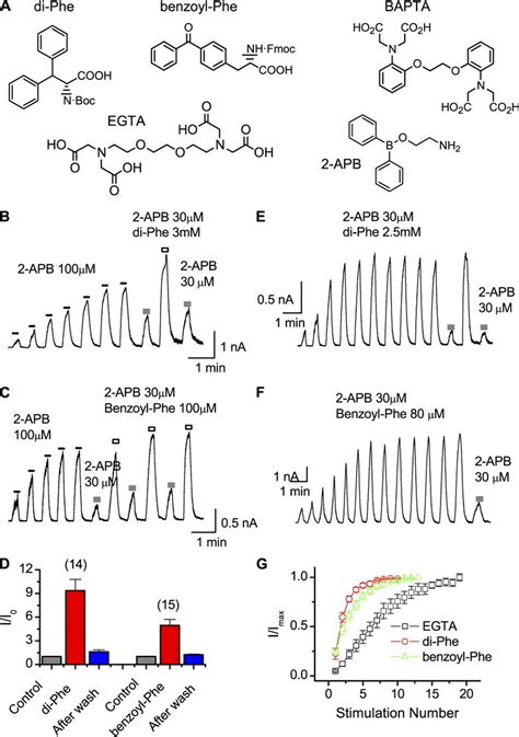 Pharmacophore Of BAPTA A Structures Of The Synthetic Peptides