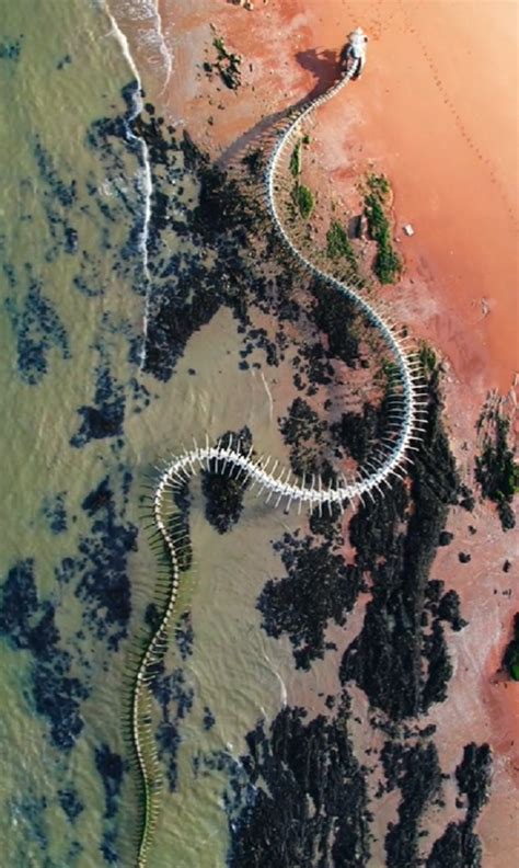 Giant Snake Skeleton Spotted On Google Maps