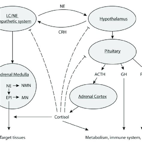 2 The Pathways And Interactions Of The Neuroendocrine And Endocrine