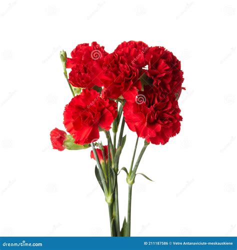 Hermosas Flores De Clavel Rojo Aislado Sobre Fondo Blanco Foto De