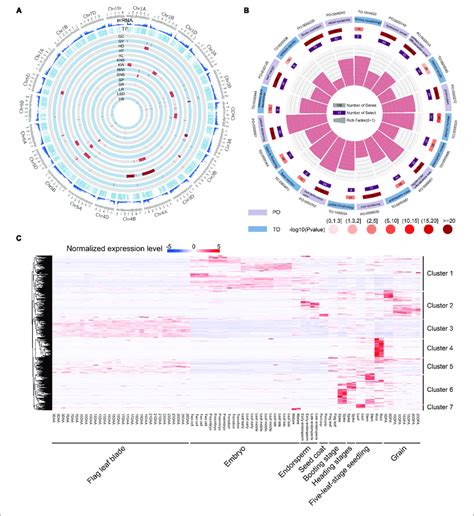 Function Analysis And Expression Heatmap Of TF Genes A Summary Of