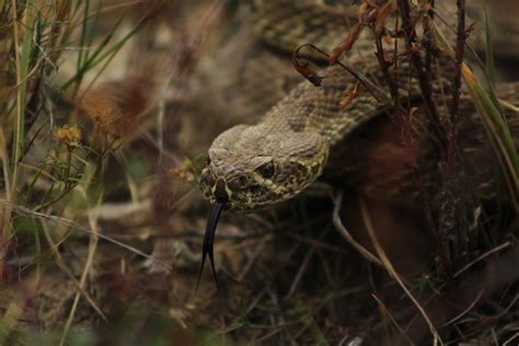 Can Prairie Rattlesnakes Kill You