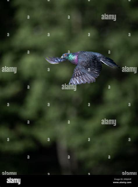 Rock Dove Or Common Pigeon Or Feral Pigeon In Flight Portrait Image