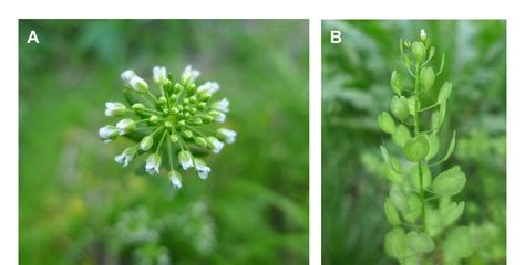 Figure From Research Progress On The Development Of Pennycress