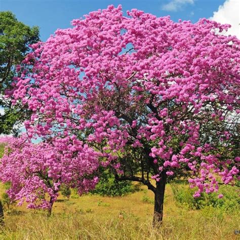 Paraiso Das Rvores Ip Rosa Handroanthus Heptaphyllus Tudo Em