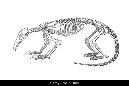 Skelett der Tamandua Großer Ameisenbär Myrmecophaga tridactyla ist