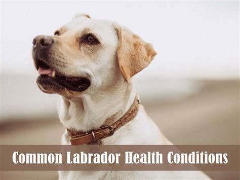 The Most Common Labrador Health Conditions and How to Prevent Them ...