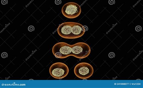 Cell Dividing Mitochondria Splitting Dna Replication 3d Render Illustration 6 Stock