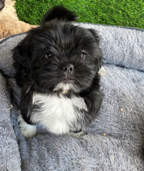 Black Maltese Shih Tzu