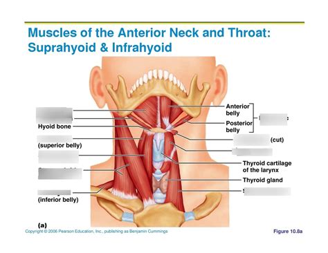 Muscles Of The Anterolateral Neck Deep Diagram Quizlet