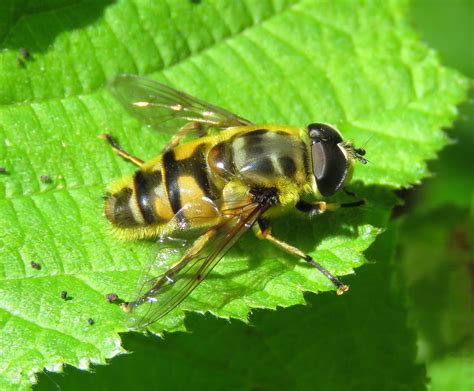 Myathropa Florea Male Ryton Wood Warwickshire 2020a Flickr