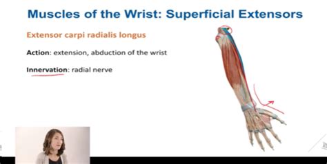 Muscles Of The Wrist Superficial Extensors Flashcards Quizlet