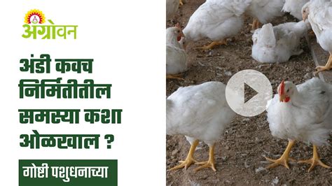 Poultry अंडी कवचाचे कार्य आणि समस्या काय आहेत ॲग्रोवन Youtube