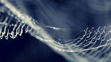 Spider Web Spiderwebs Dew Water Drops Macro Hd Wallpaper