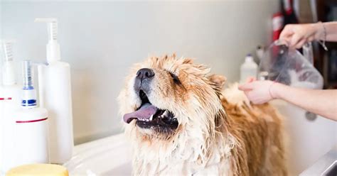 Best Dog Shampoo For Allergies