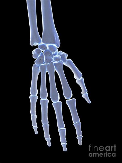 Hand Bones 58 By Sebastian Kaulitzki Science Photo Library